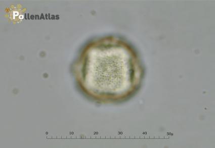 Pistacia terebinthus