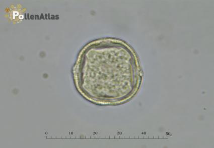Pistacia terebinthus