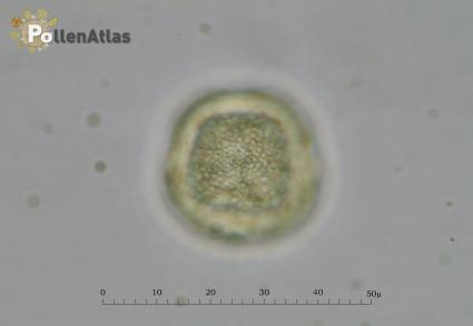 Pistacia terebinthus