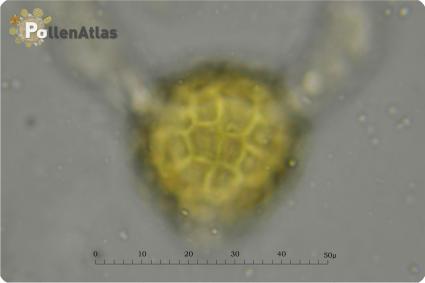 Bituminaria bituminosa