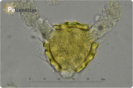 Bituminaria bituminosa