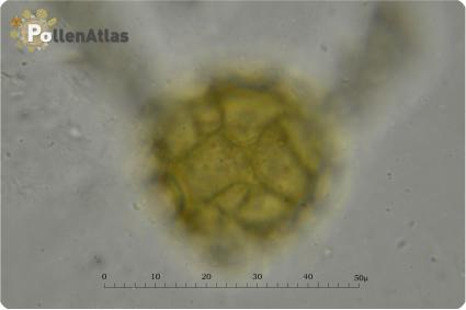 Bituminaria bituminosa 