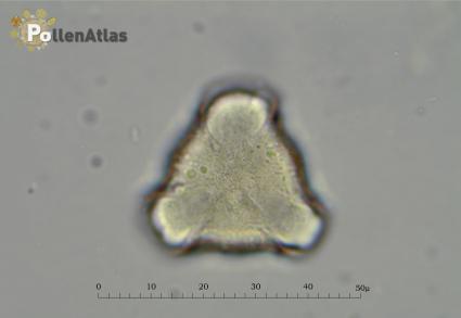 Pyrus amygdaliformis