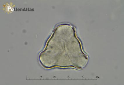 Pyrus amygdaliformis