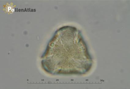 Pyrus amygdaliformis
