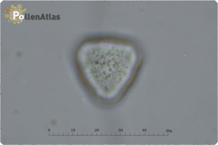 Robinia pseudoacacia