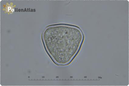 Robinia pseudoacacia