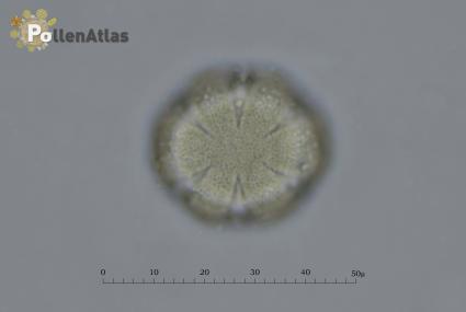 Rosmarinus officinalis