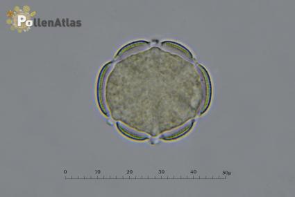 Rosmarinus officinalis