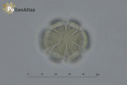 Rosmarinus officinalis
