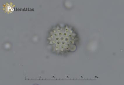 Solidago virga-aurea