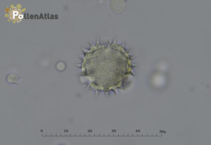 Solidago virga-aurea