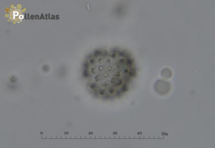Solidago virga-aurea