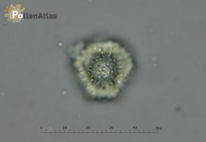 Taraxacum erythrospermum