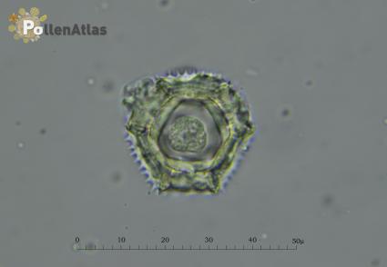Taraxacum erythrospermum