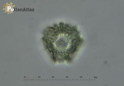 Taraxacum erythrospermum