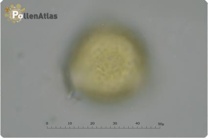 Trifolium incarnatum