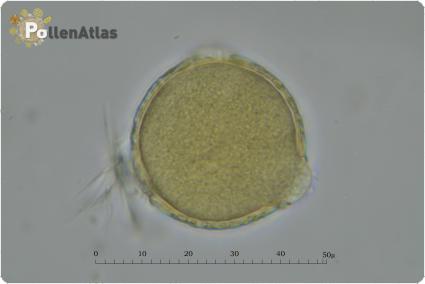 Trifolium incarnatum
