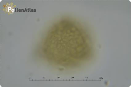 Trifolium incarnatum