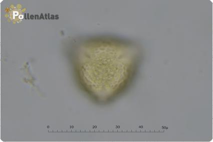 Trifolium subterraneum
