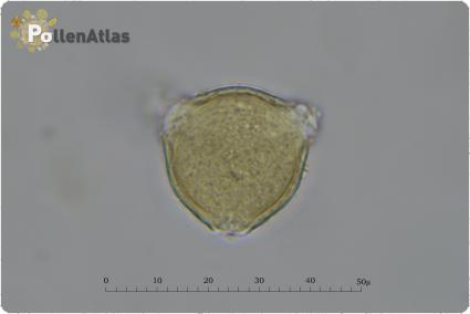 Trifolium subterraneum
