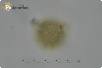 Trifolium subterraneum